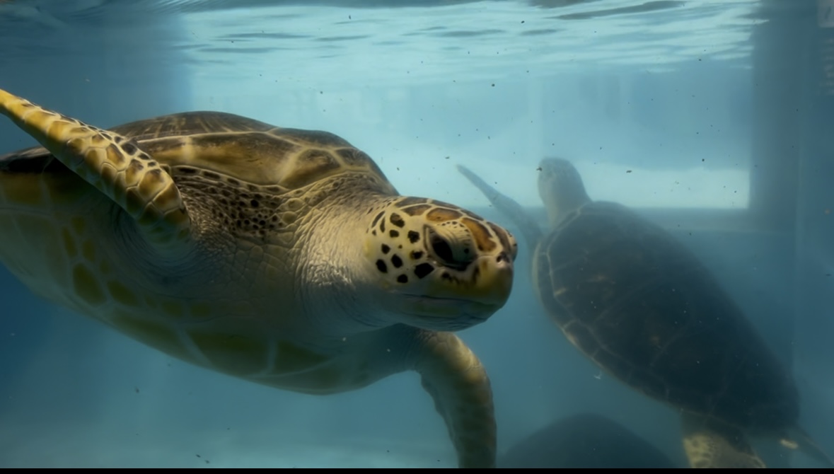 のとじま水族館