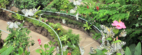 石川県ふれあい昆虫館