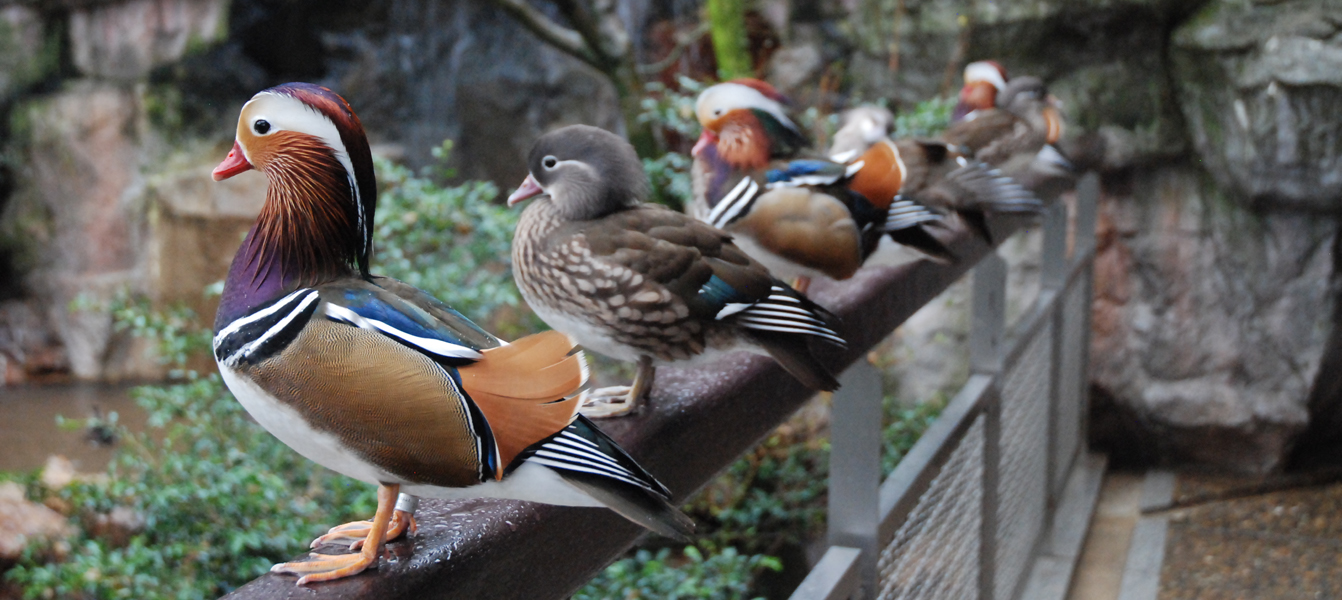 いしかわ動物園
